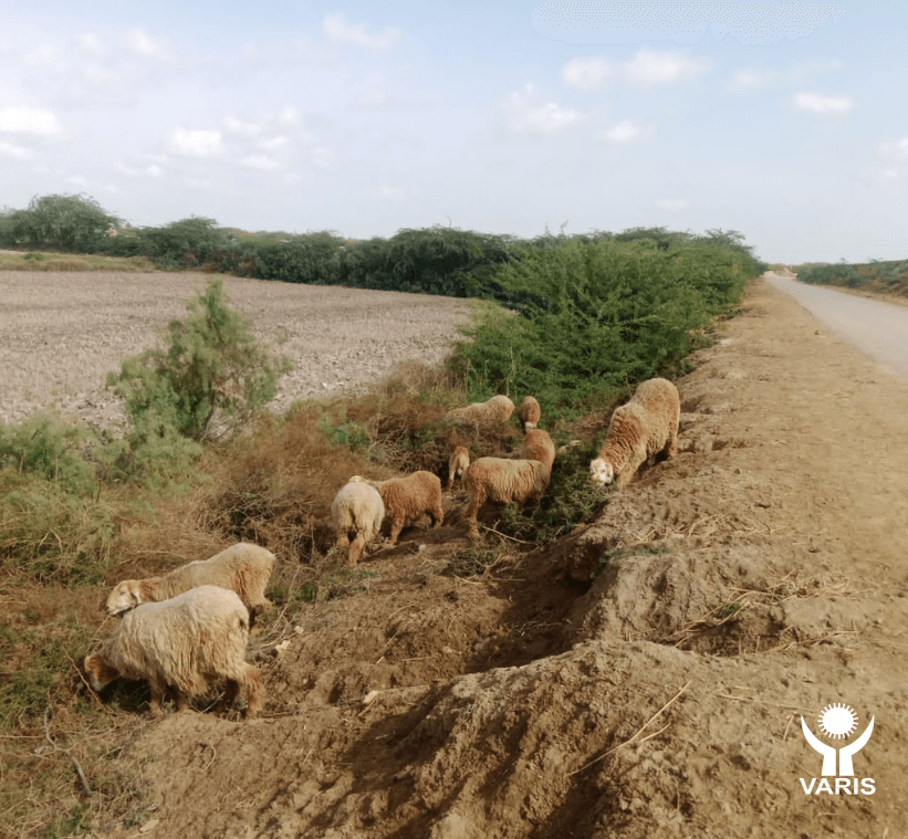 Farming - Animal Farming project by VARIS