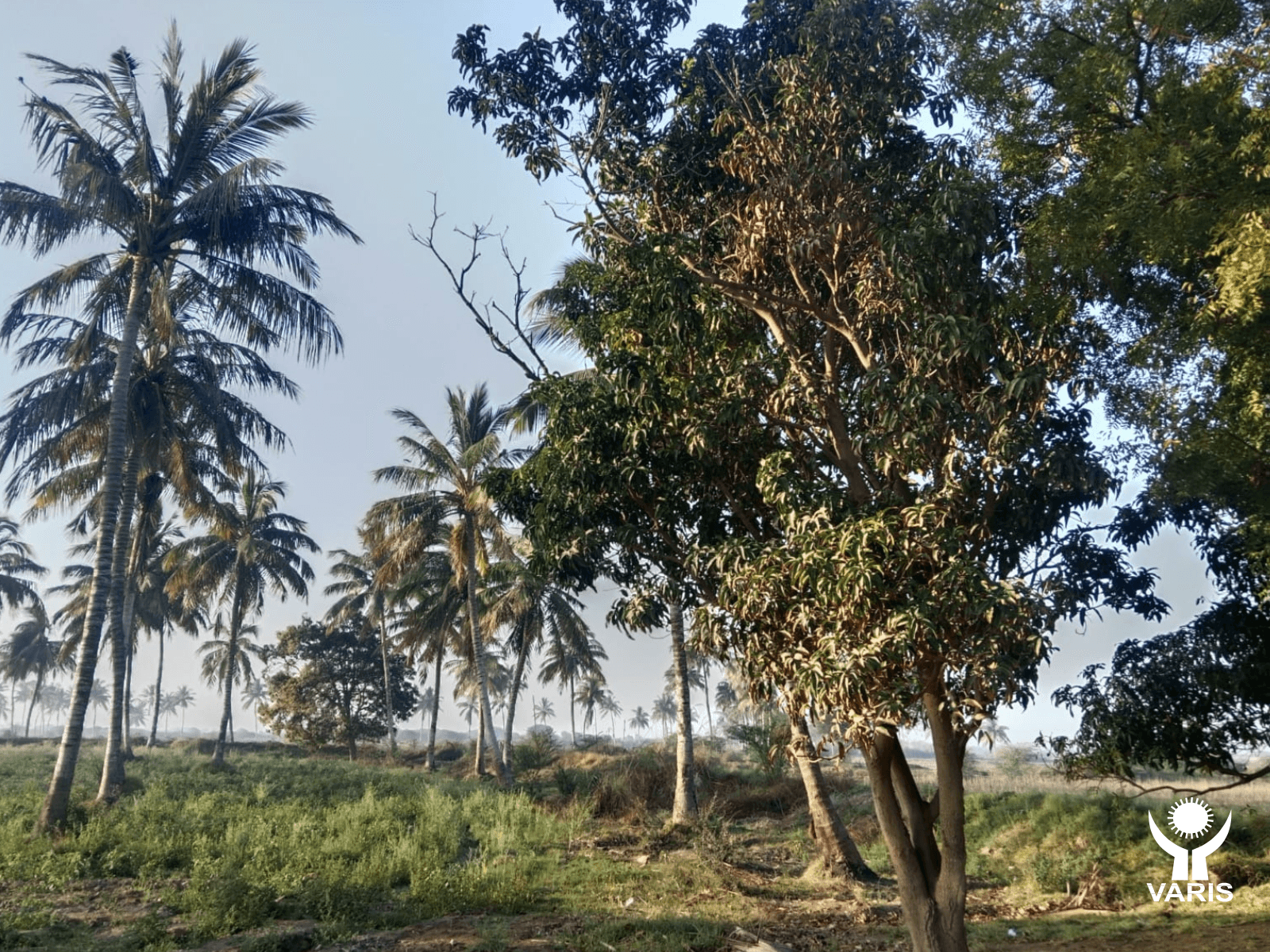 Reforestation in Sindh - image 2