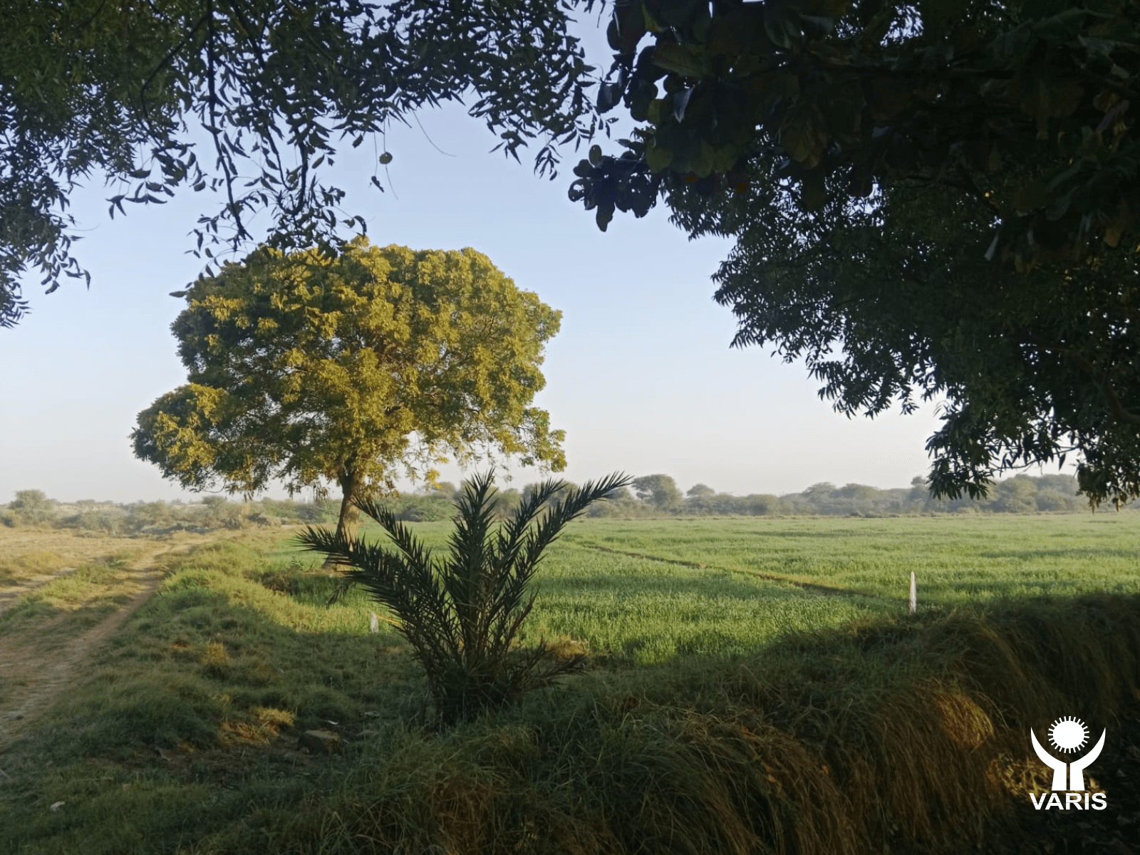 Reforestation in Sindh - image 3