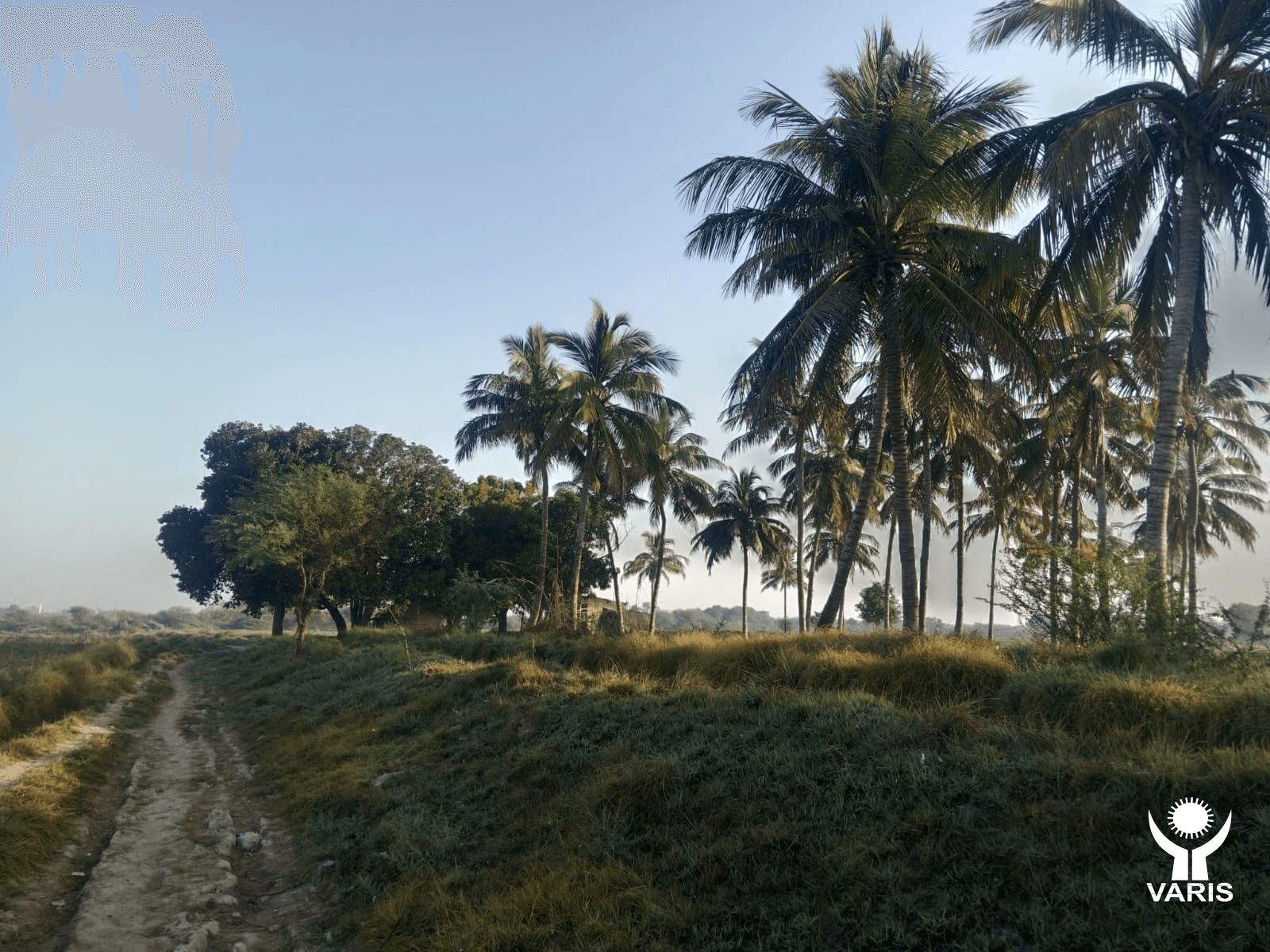 Reforestation in Sindh - Plantation project by VARIS