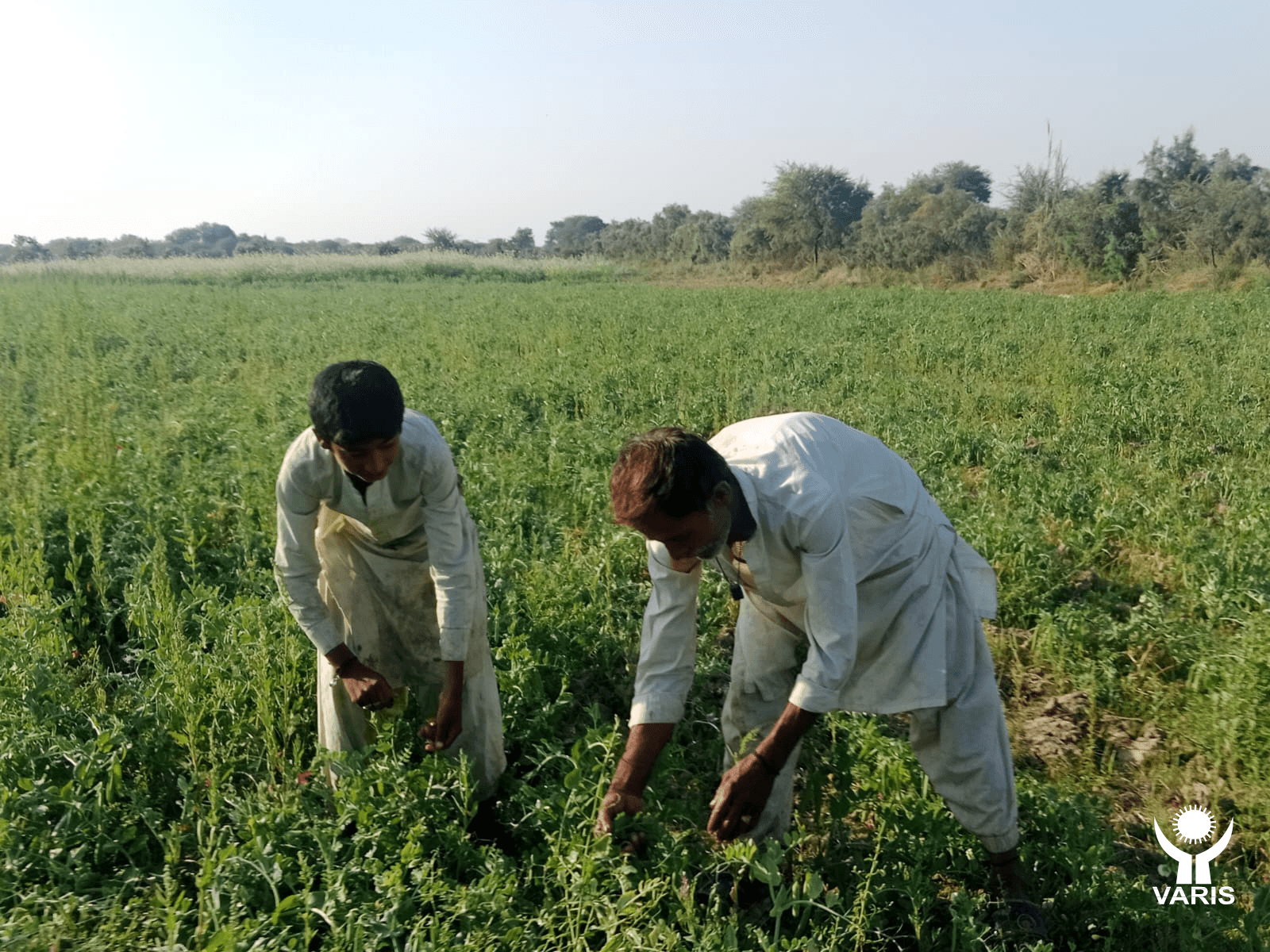 Agriculture - image 3