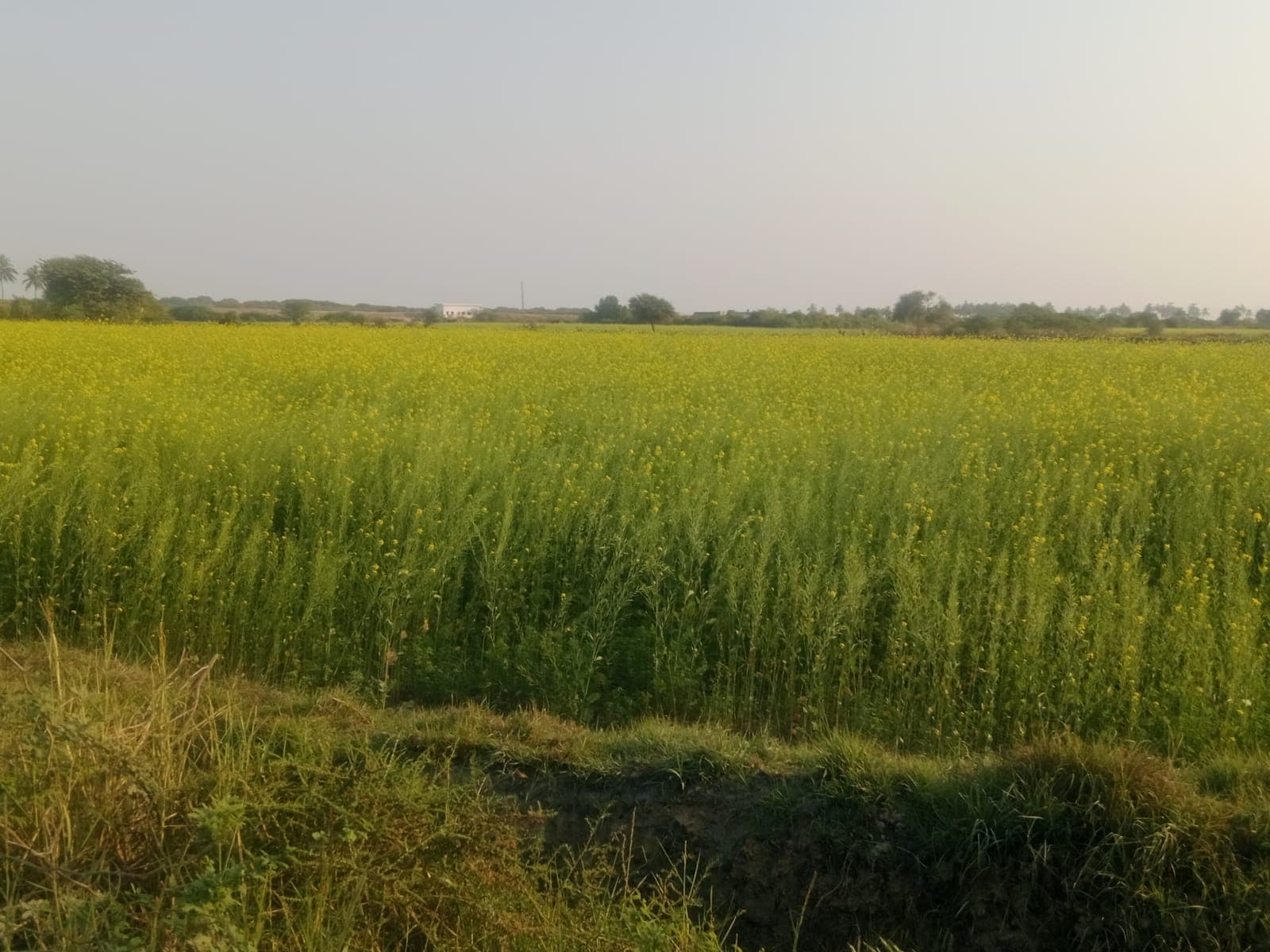 Agriculture - Agriculture project by VARIS
